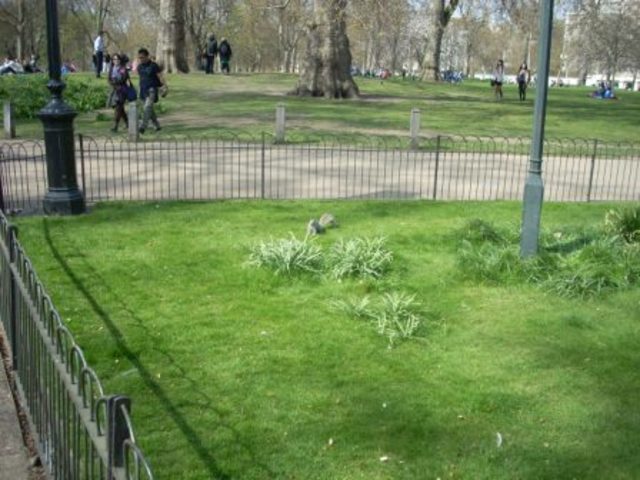Cuarto día:Saint James`s Park, Cambio de guardia, Abadía de Westminster - Semana Santa en Londres 2012 (1)