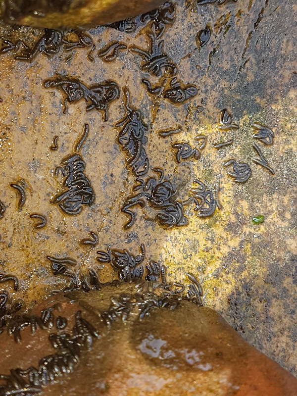 black worms in water