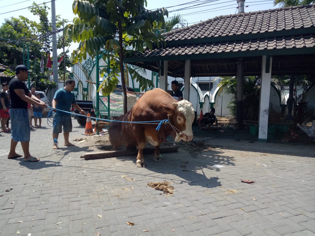 Sapi sumbangan dari Presiden Joko Widodo