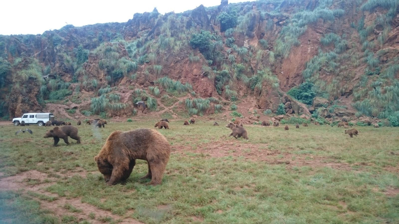 Viaje Norte de España (2017): 22 días - Blogs de España - Día 6 Parque de la Naturaleza de Cabárceno (8)