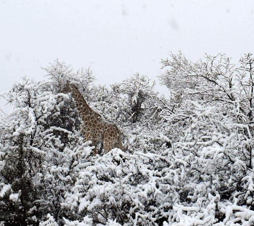 Snow_in_Africa.jpg