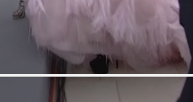 Knipsel.png