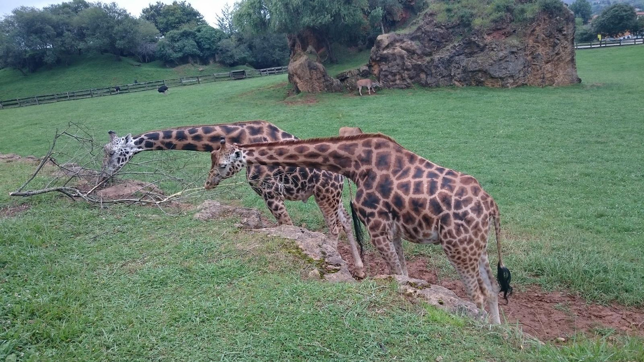 Viaje Norte de España (2017): 22 días - Blogs de España - Día 6 Parque de la Naturaleza de Cabárceno (33)