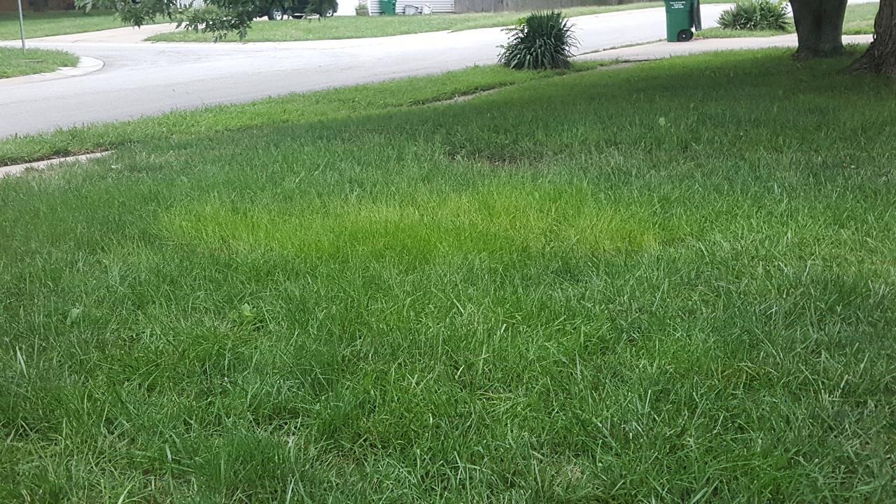 lime-green-grass-the-lawn-forum