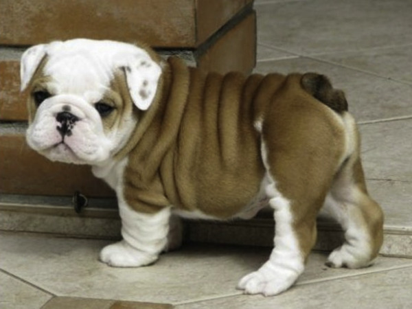 English-_Bulldog-_Images-of-the-_Cutest-_Puppies-in-the-_World.jpg