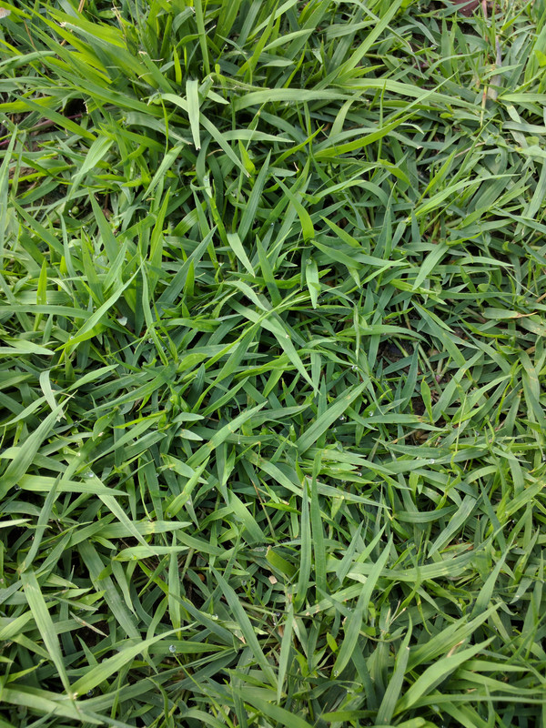 Fungus identification in Zoysia | Lawn Care Forum