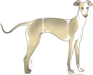 free_lines_italian_greyhound_by_tuketi_d9ujsmo.png