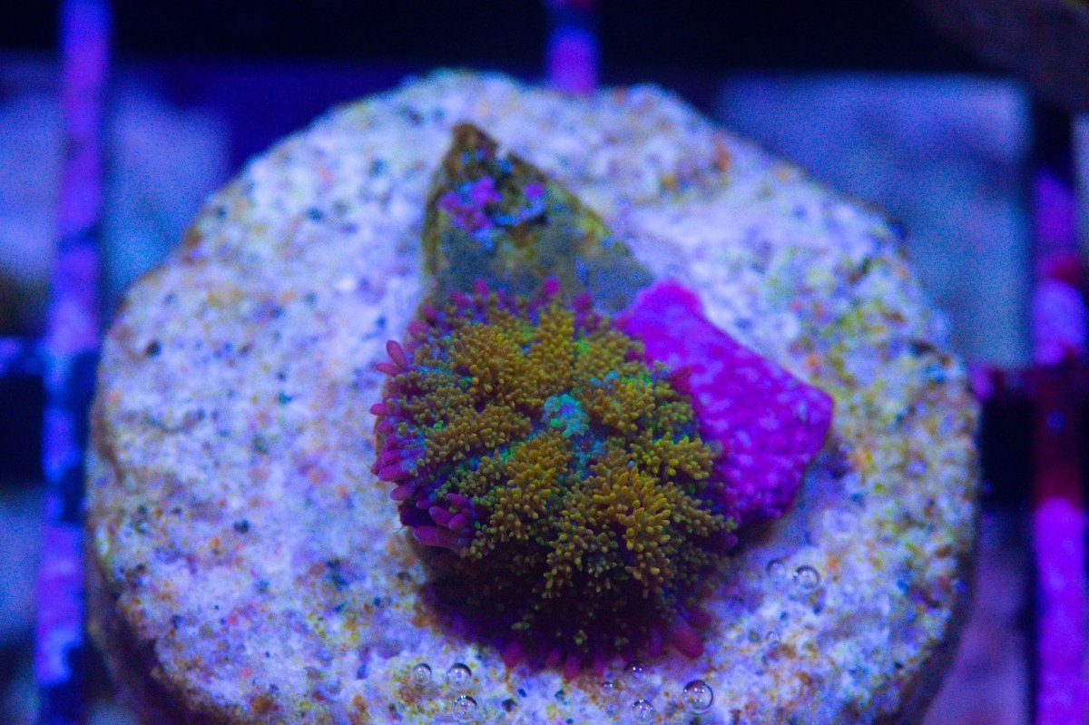 Reef Koi Bounce Mushroom - Coral Forum - Nano-Reef Community