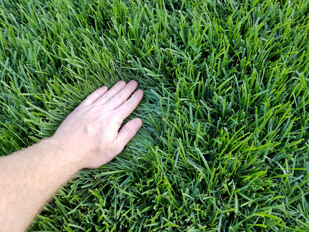 Identifying KBG variety | Lawn Care Forum