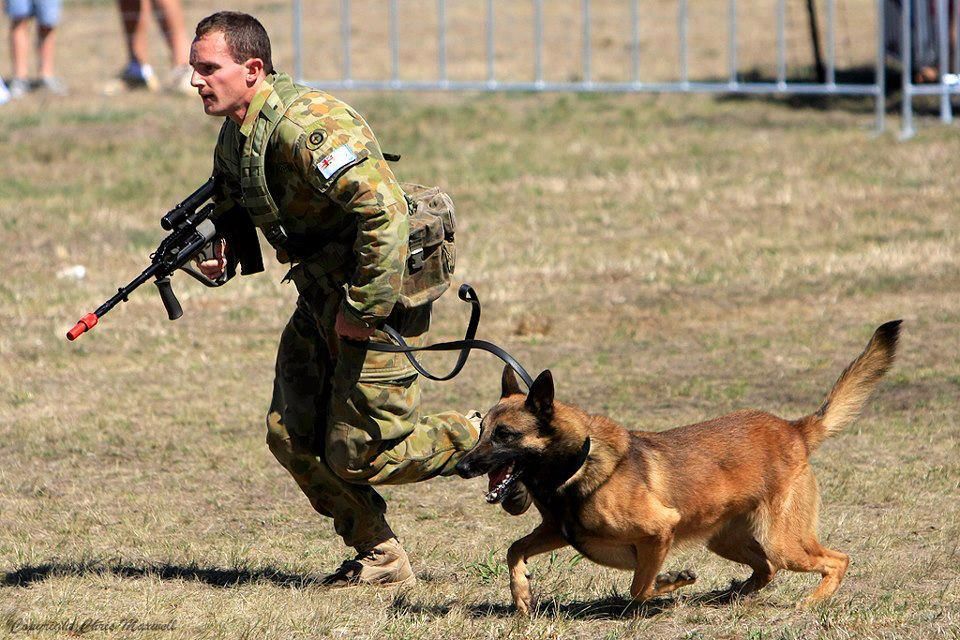 Photos - Pictures of Dogs in the Military & Police (K9) | Page 3 | A ...