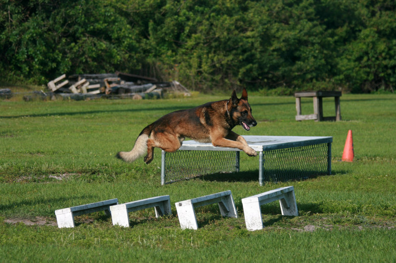 german_shepherd_dog_stock_by_gloomwriter-d7forzs.jpg