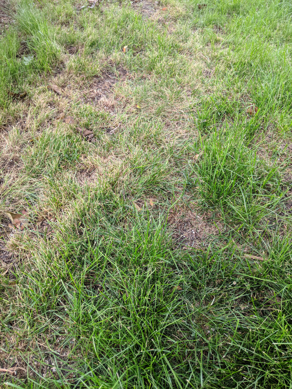 Qué pasa with my grass? | Lawn Care Forum