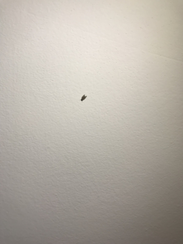What bug is this? Hundreds of them recently popped up all over my ...