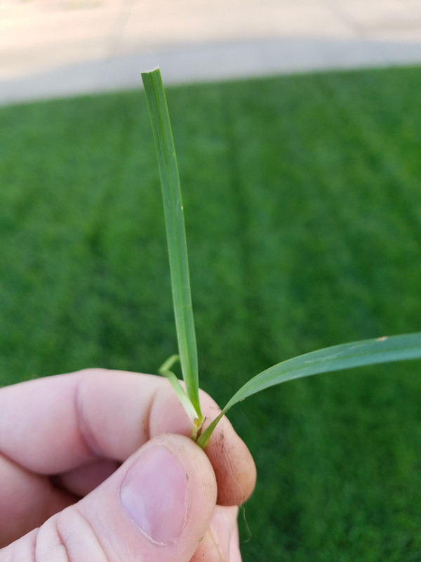 Identifying KBG variety | Lawn Care Forum