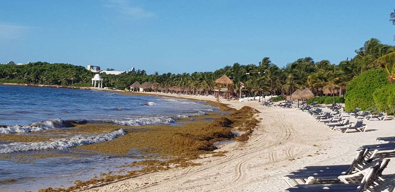 Archivo 09/10/2018 - Algas en las playas de Riviera Maya (México) - Foro Riviera Maya y Caribe Mexicano