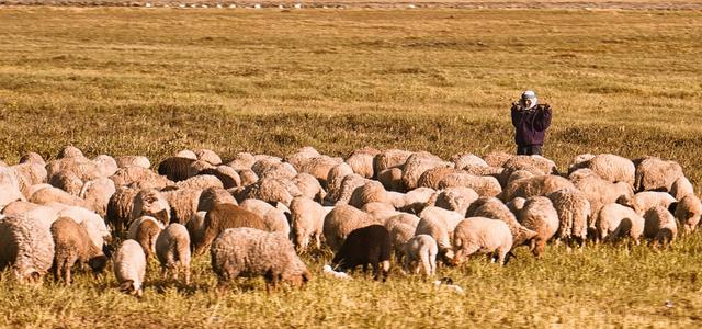 sheep-2545387_960_720.jpg