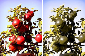 [Image: red_apples_-_colorblind_red_apples.png]